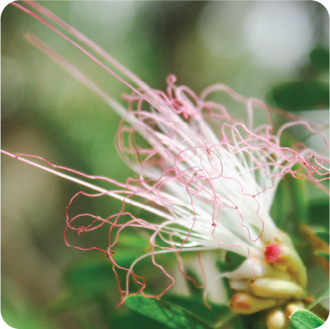 Close-up of a vibrant powder puff tree flower, showcasing its unique fluffy, pink blossoms and intricate details against a soft, green background