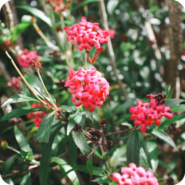 Bush Pentas